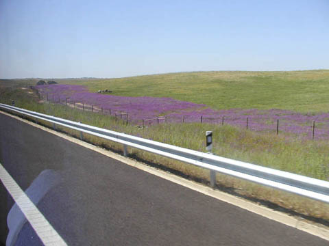 02 - Wildflowers were abundant