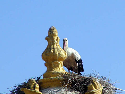 00a - Stork at church across from hotel