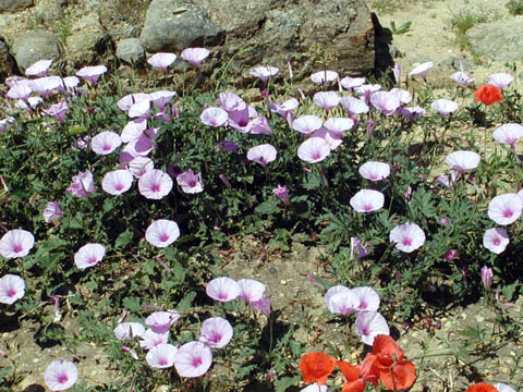 03i - Purty flowers at Roman Ruins