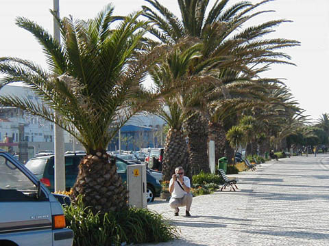 06 - Palms at Lagos Harbor