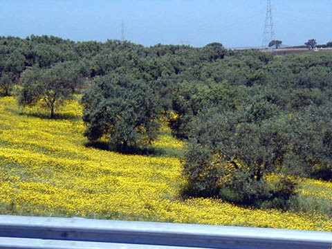 05 - Wildflowers amongst trees